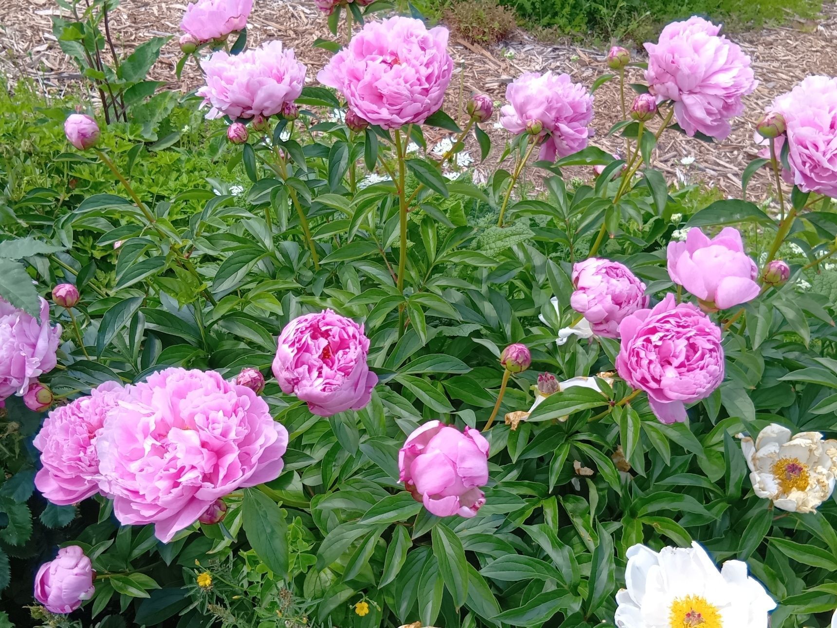 平和の薔薇園の中に、見事に咲き誇る「シャクヤク」も発見！