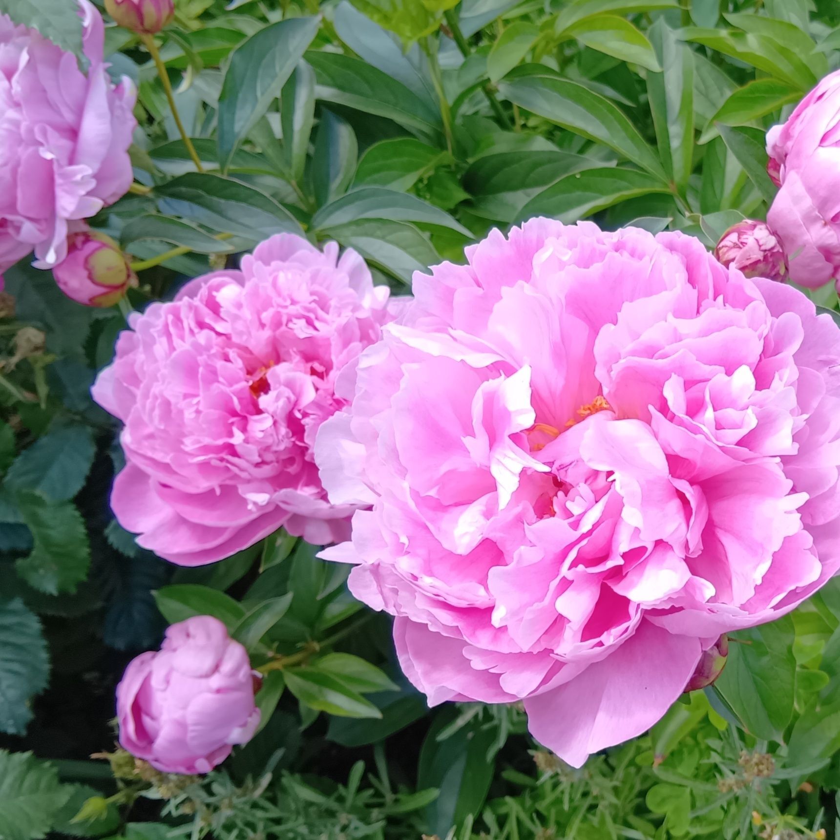 薔薇も綺麗ですが、「シャクヤク」もほんと、美しいお花ですね～！