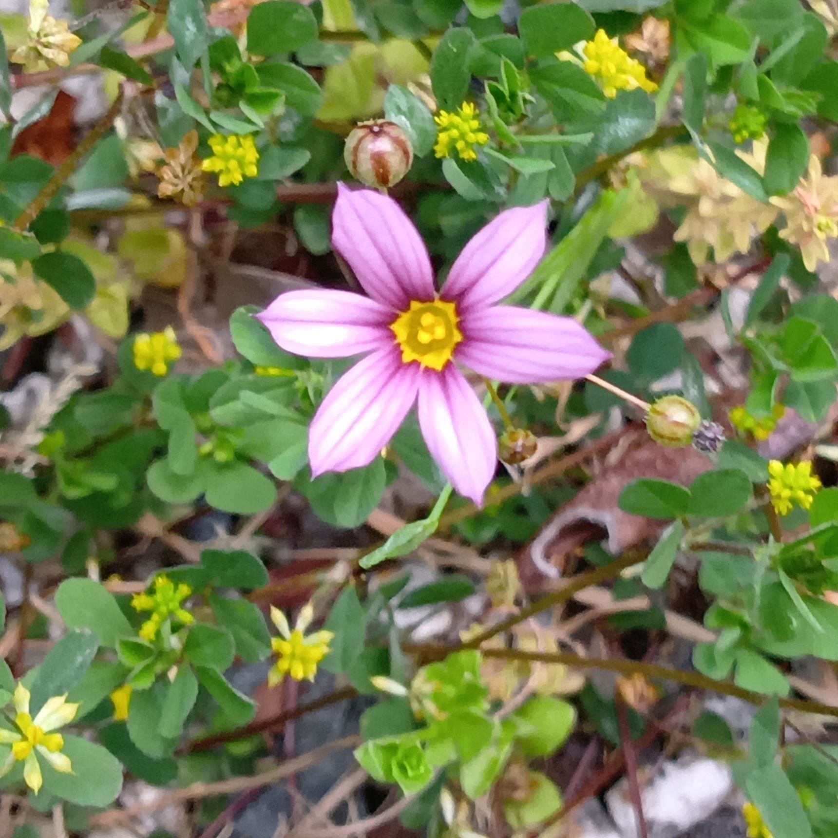 「ニワゼキショウ」は複数の花言葉があり、いずれも素敵な言葉がつけられています。「愛らしい姿」「豊かな感情」など。