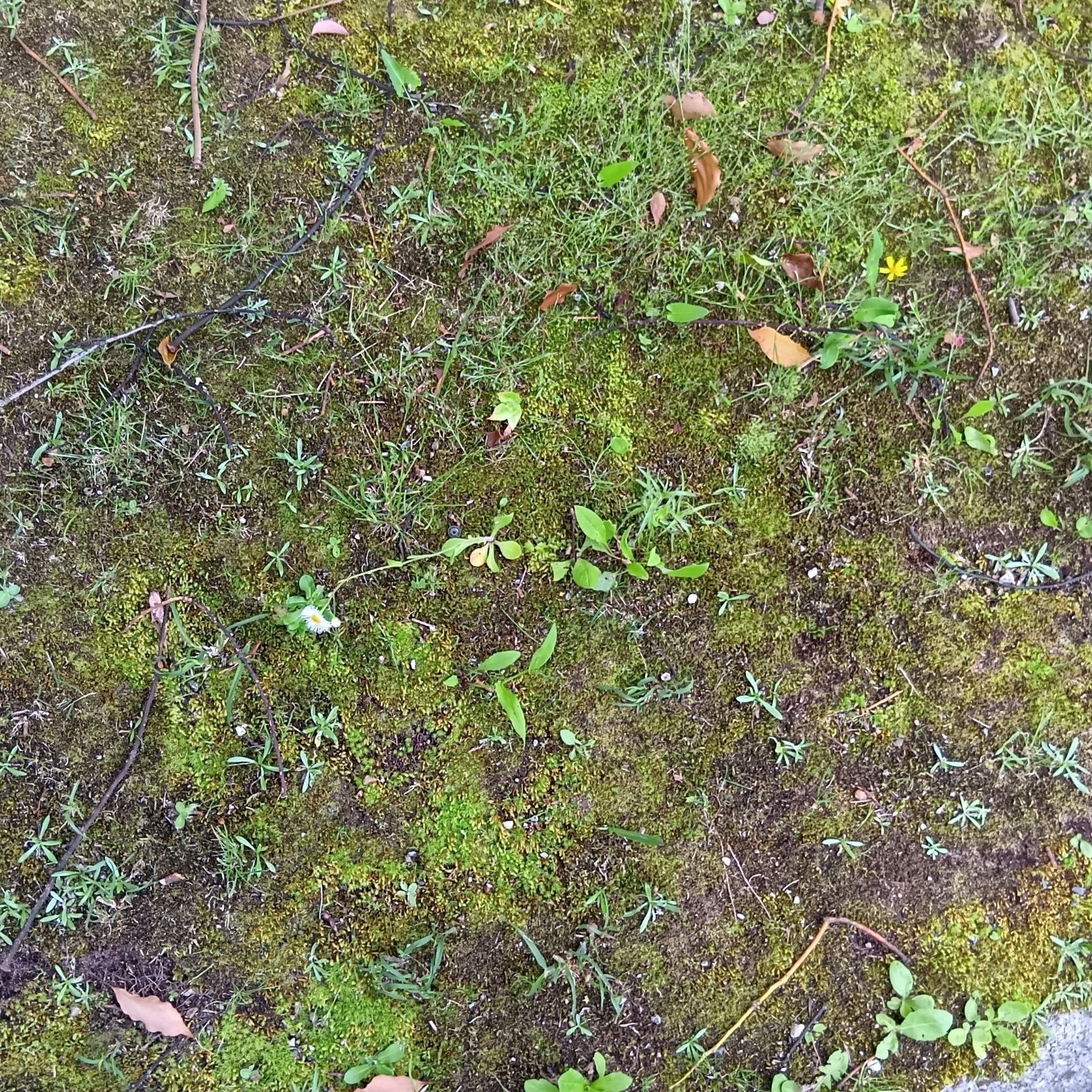 この植物は「ニガナ（苦菜）」です！