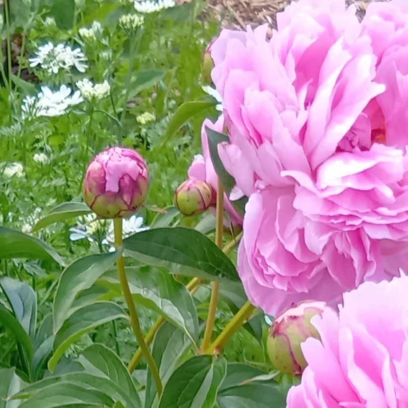 シャクヤク の花言葉は「はにかみ」「慎ましさ」「恥じらい」「清浄」など。あと「威厳」→（品種や資料によって紹介されることも）