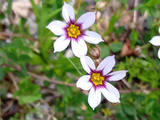 【5月の雑草】推し活！ローズフェスタの後に見つけた小さな宝石！万博記念公園 に咲く「ニワゼキショウ」