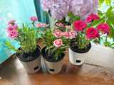 カーネーションの鉢替え