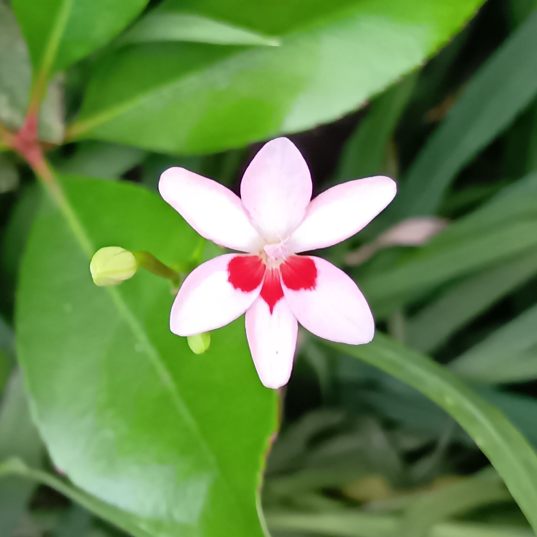 ヒメヒオウギは「放っておいても咲く花」花期は4月から5月です