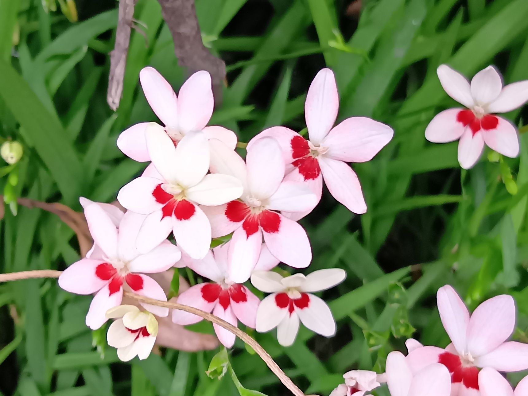 その可憐な姿と丈夫さから、庭のグランドカバーや鉢植え、花壇の縁取りにも人気があります