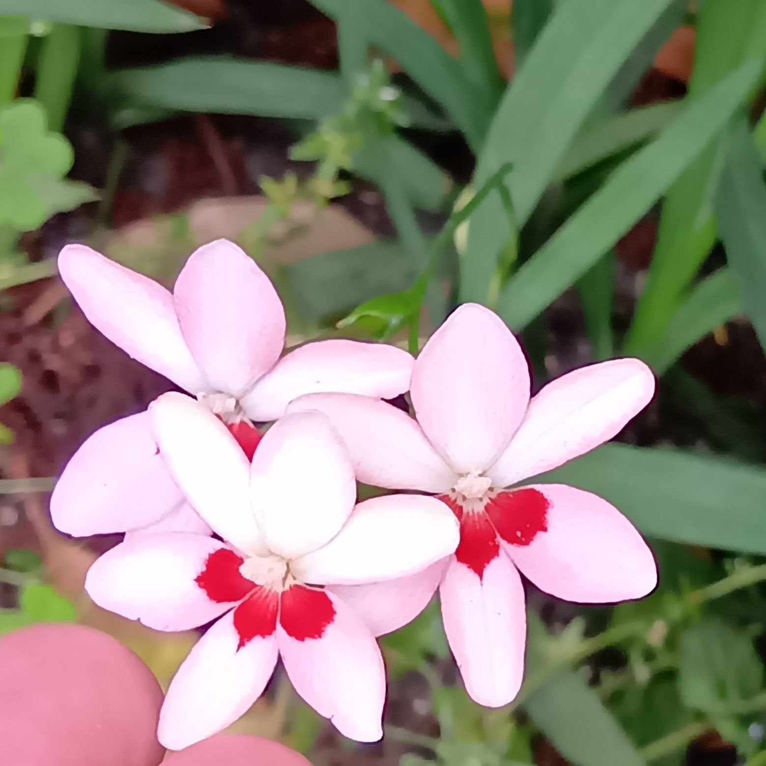 ヒメヒオウギの花言葉は「楽しい思い出」「歓喜」「強い心」「誠実」「青春の喜び」といいます