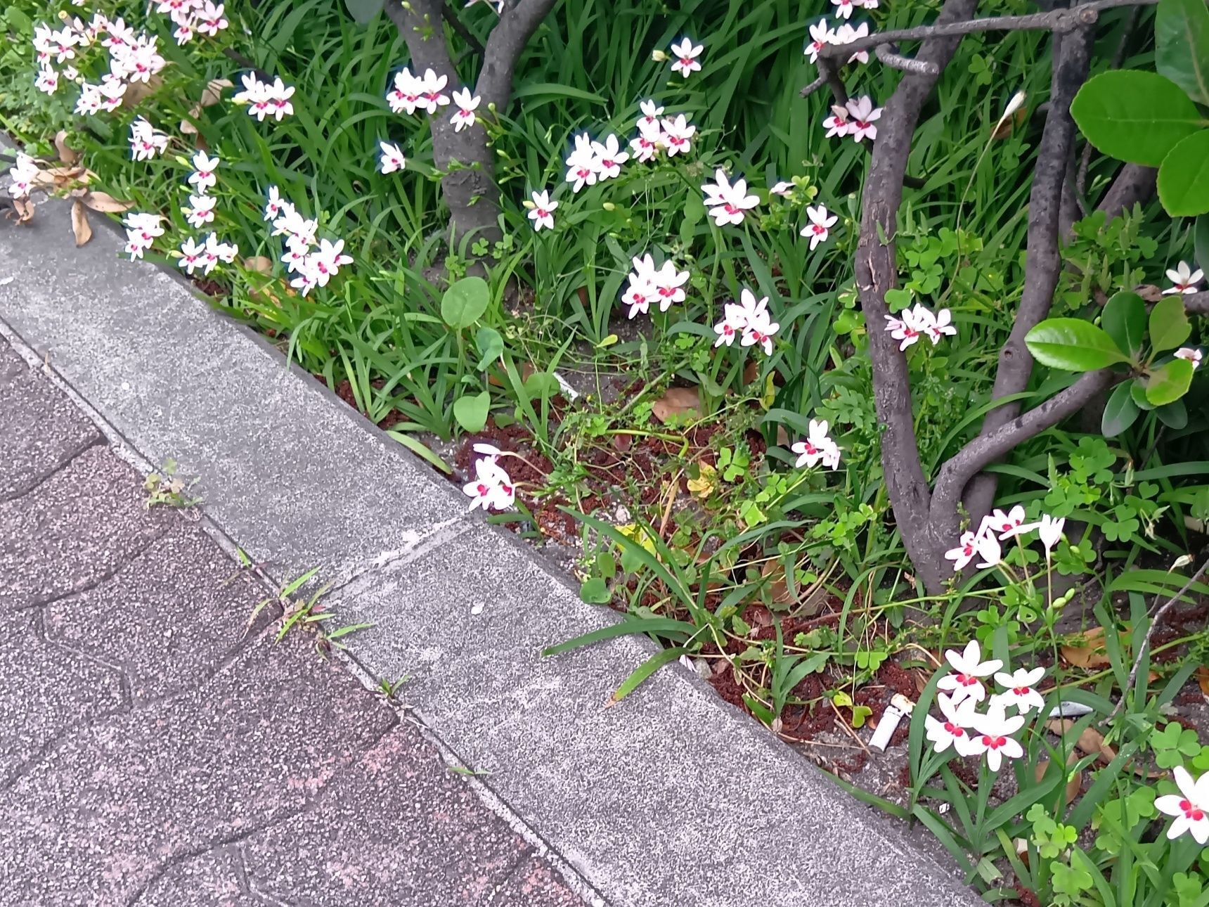 この植物は「ヒメヒオウギ（姫檜扇）」です