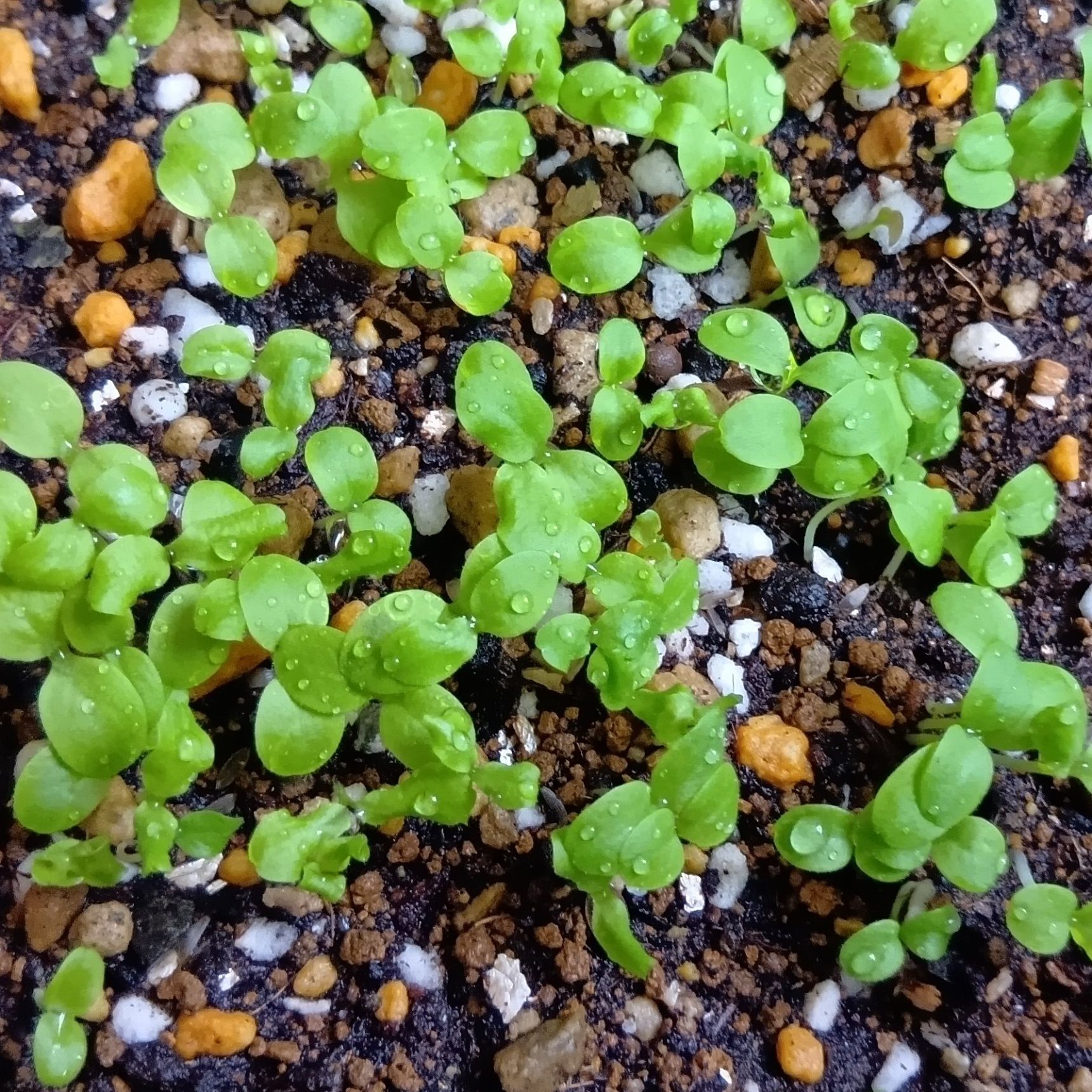 もっと、移住させた方がいいかしら？適当でも育ってくれる頼もしい野菜です（笑）。