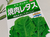 育成ポットをやめてみた｜家にあるもので楽しむエコ園芸とチマ・サンチュ栽培（花博を意識してサカタのタネ
