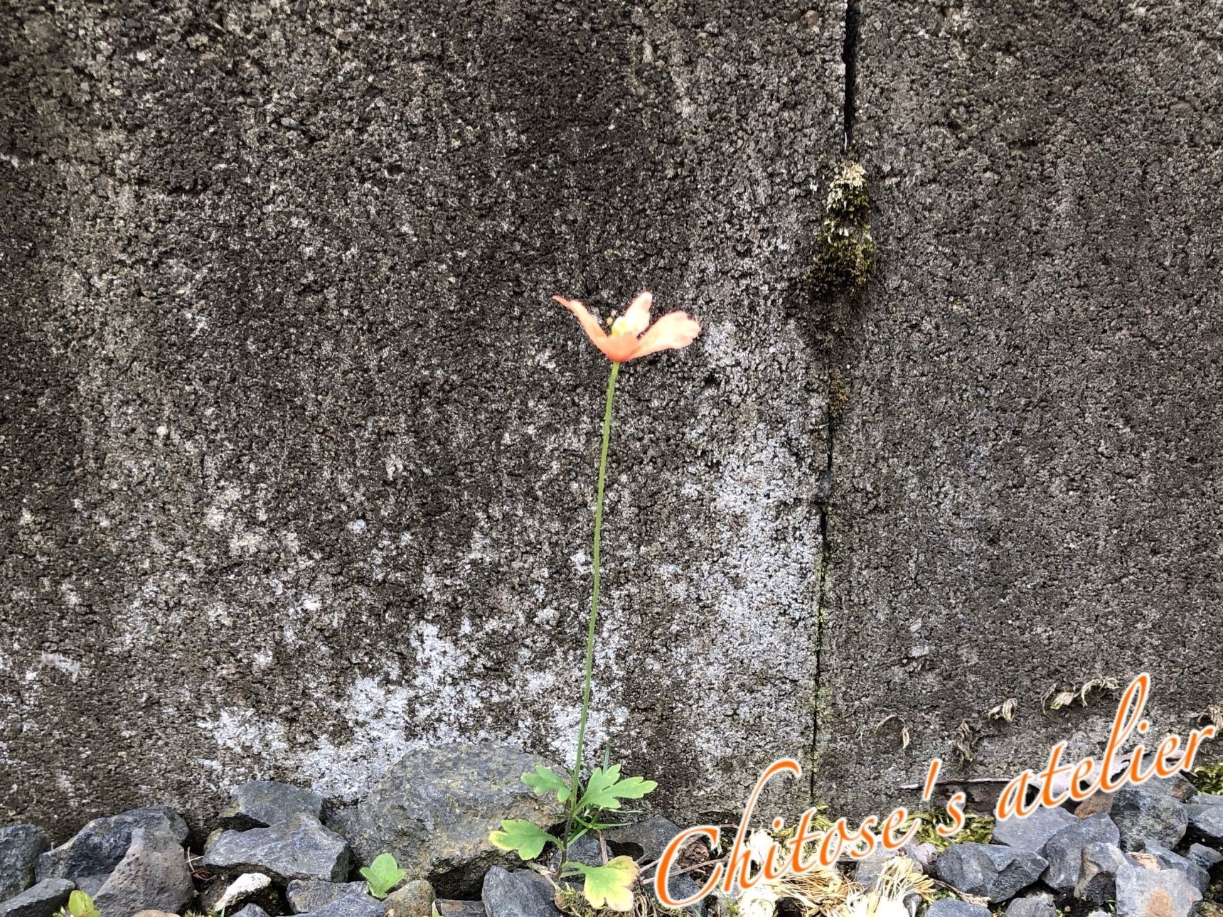 【調べてみた】突然庭に咲いたナガミヒナゲシ、強い繁殖力って言われているけど小さいとどうなの？