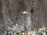 【調べてみた】突然庭に咲いたナガミヒナゲシ、強い繁殖力って言われているけど小さいとどうなの？