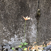 【調べてみた】突然庭に咲いたナガミヒナゲシ、強い繁殖力って言われているけど小さいとどうなの？