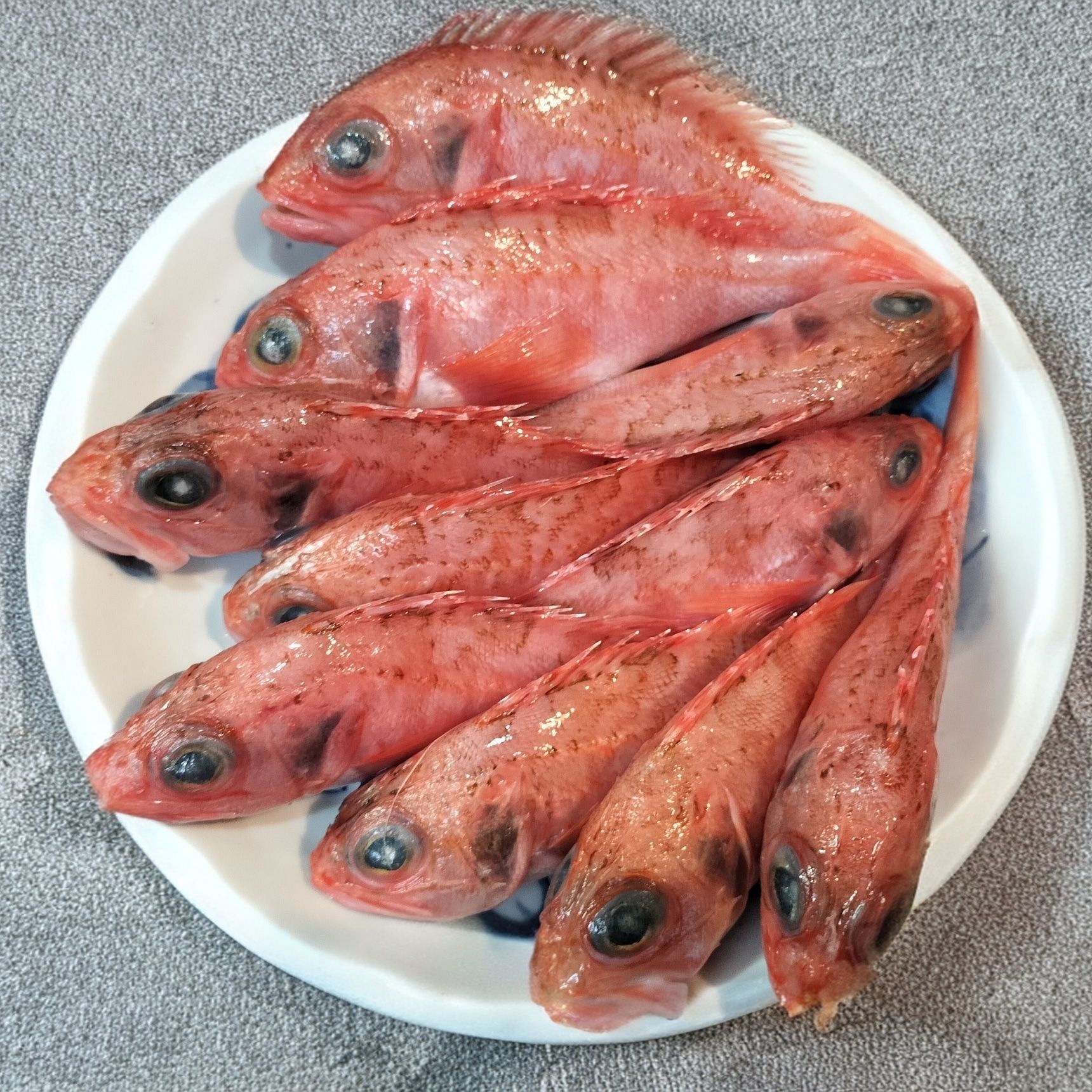 ユメカサゴ　※13㎝前後