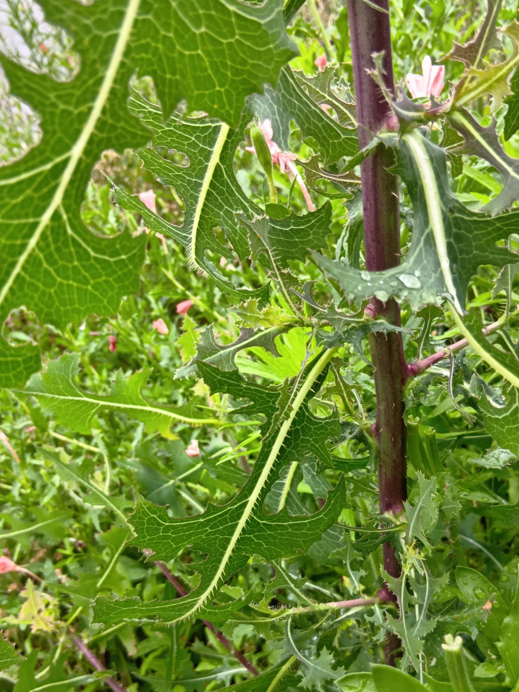 こちらの植物は不思議がいっぱいなので、話しかけて回答を聞きたくなりますよ