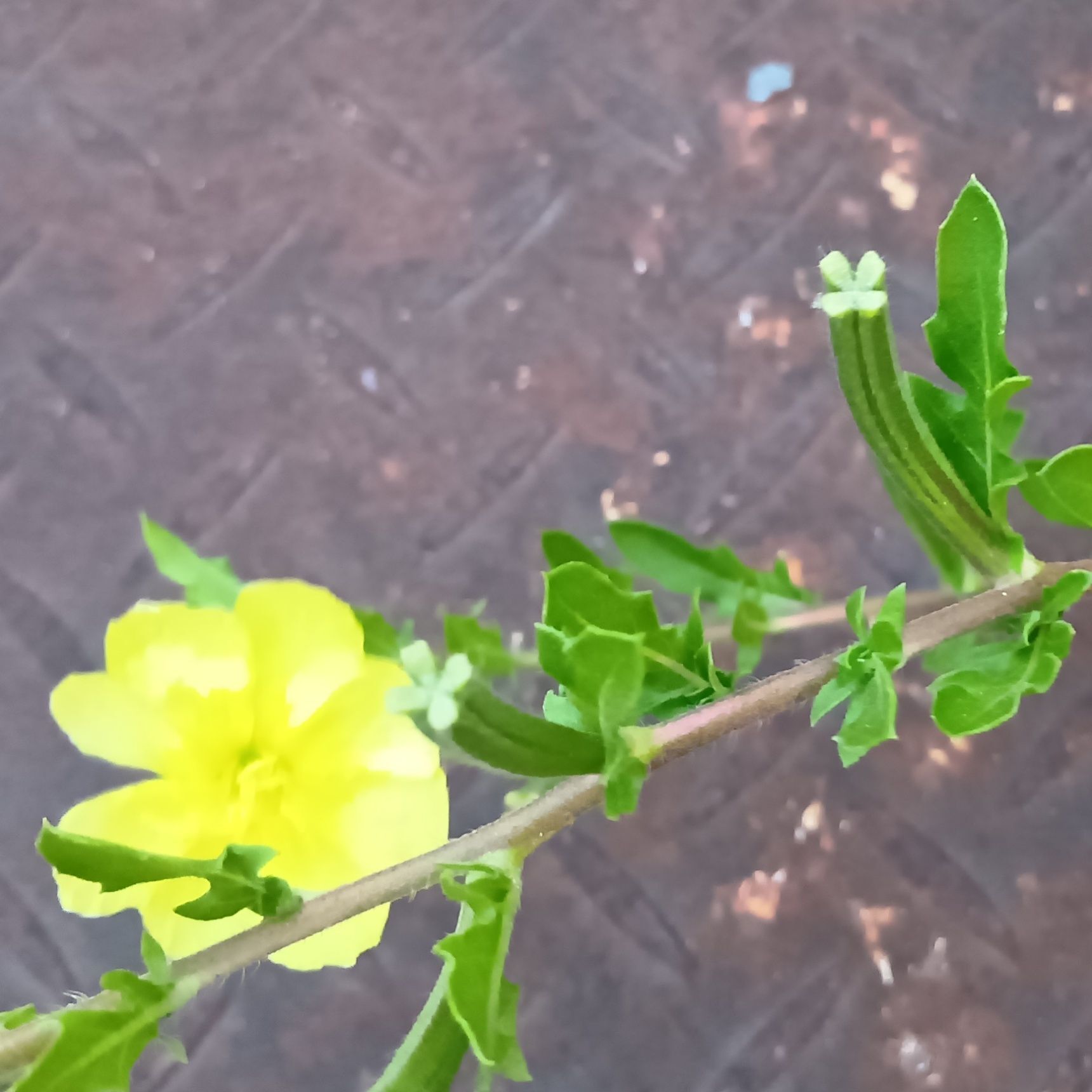 何これ！？花の横に極小ウインナー？キュウリ？夜に咲く雑草「メマツヨイグサ」の不思議な物体！
