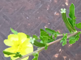 何これ！？花の横に極小ウインナー？キュウリ？夜に咲く雑草「メマツヨイグサ」の不思議な物体！
