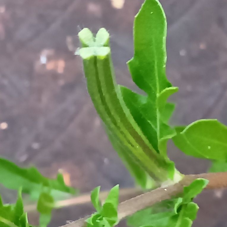 あれ？ウインナーの先に花が咲いてるようなものがある！お野菜のキュウリのようでもありますね