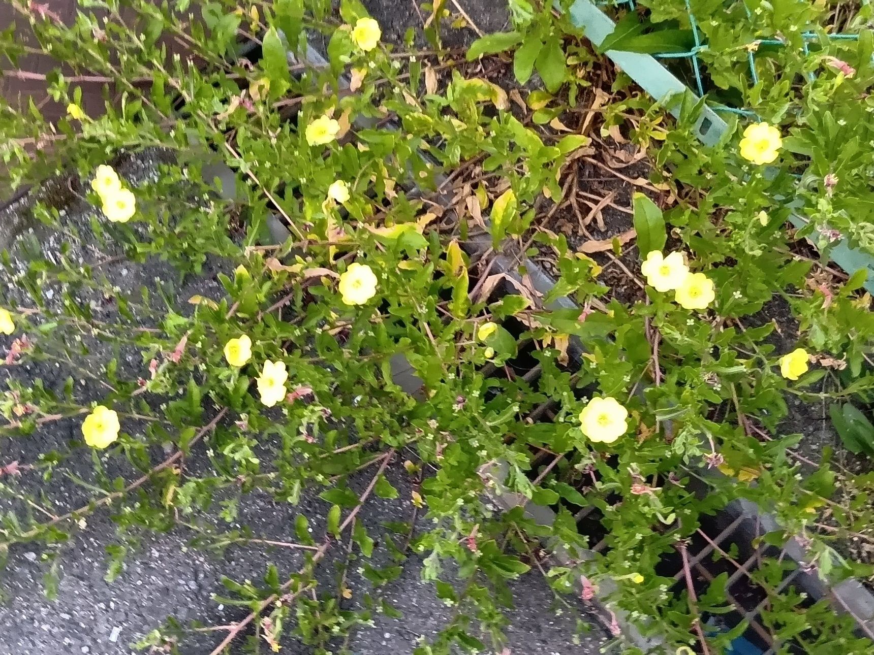 「メマツヨイグサ」と思われる雑草を発見しました。メマツヨイグサはマツヨイ草の仲間です