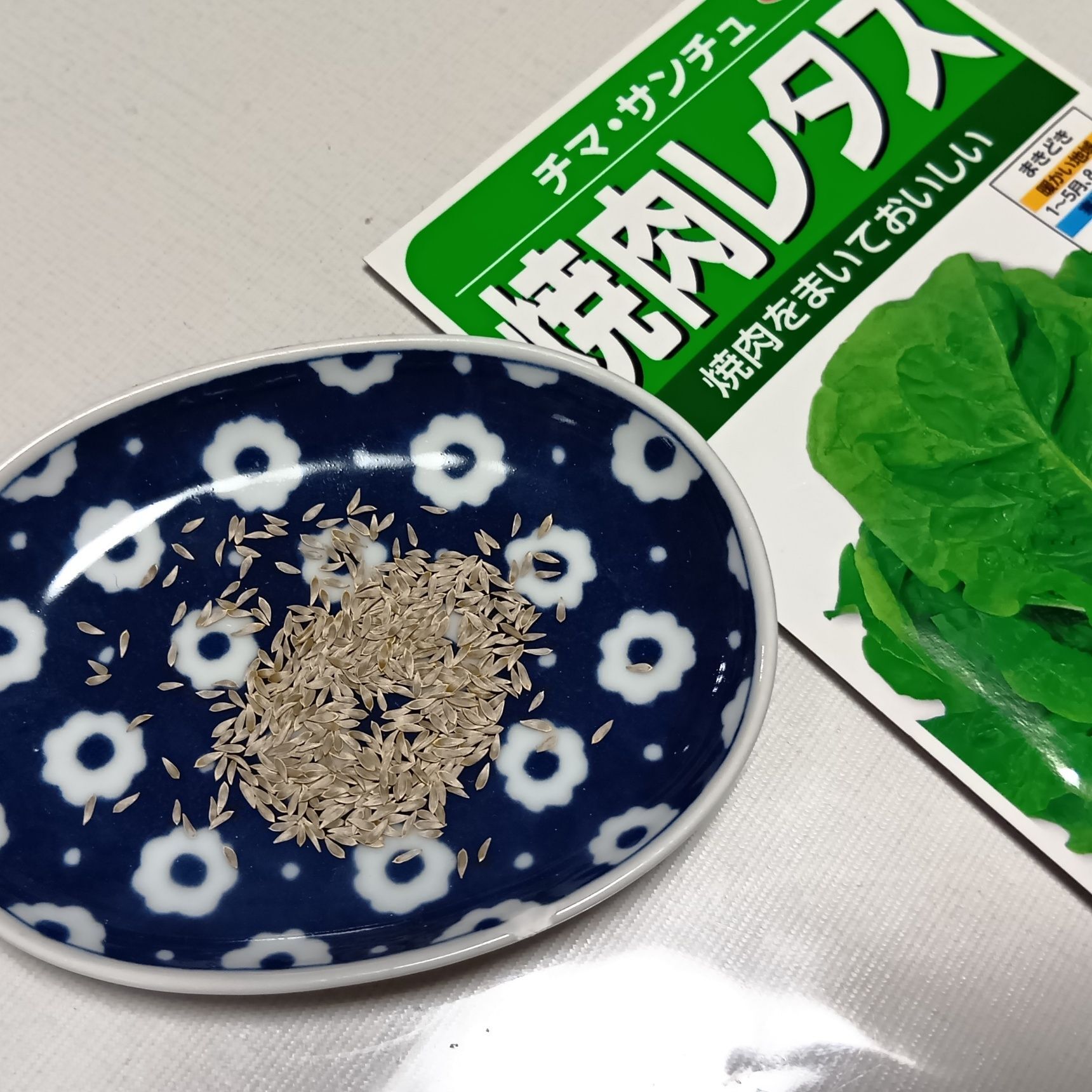 チシャ（レタス）の仲間ですが、トゲを持っているのが面白いポイント！