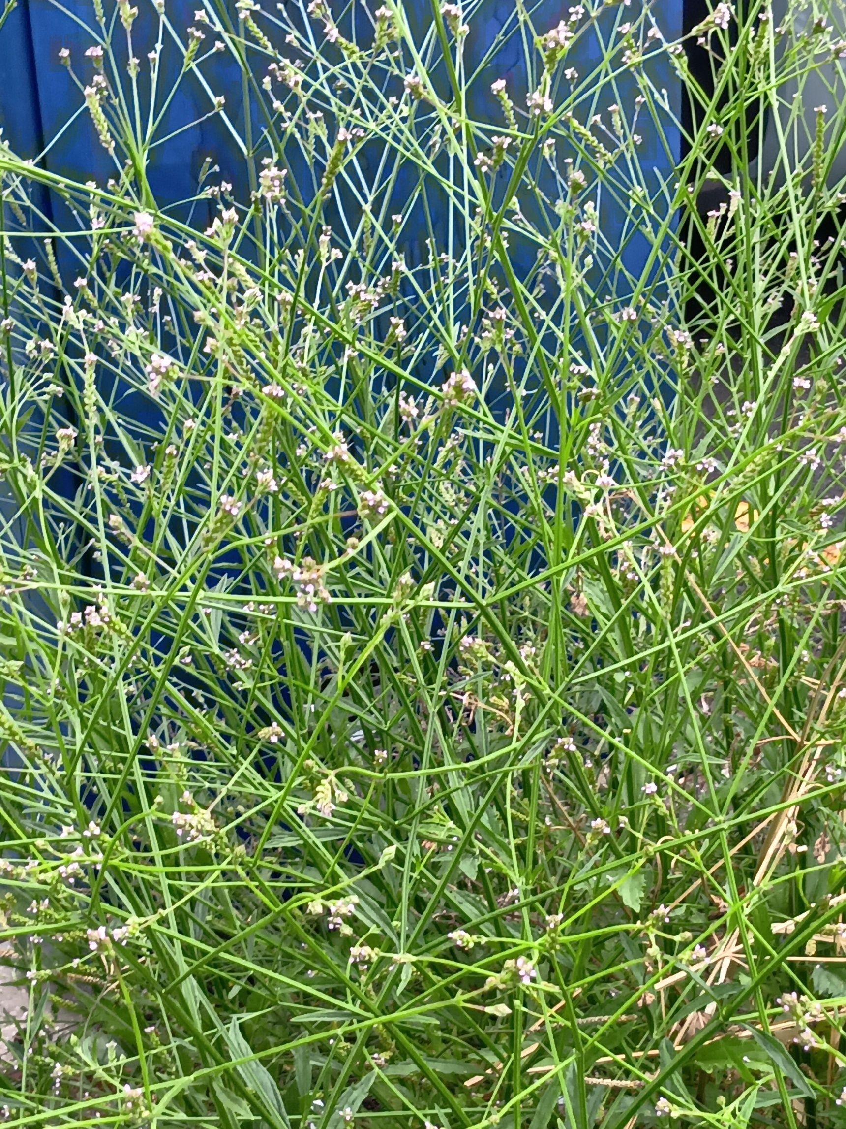 この植物は「アレチハナガサ（荒地花笠）」です