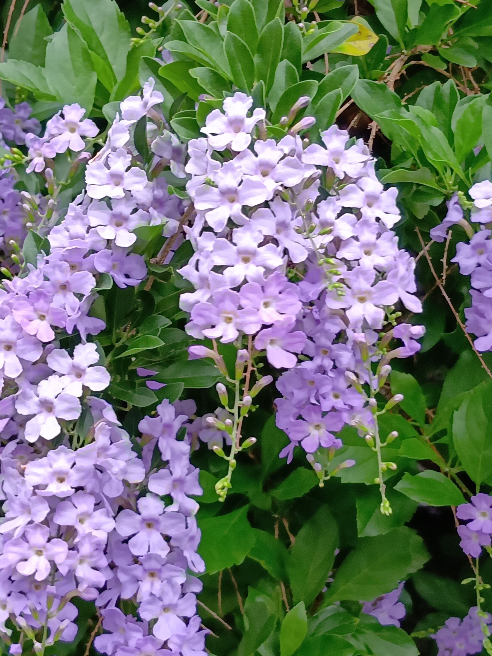 この植物は「デュランタ」です。別名は「タイワンレンギョウ（台湾連翹）」 「ハリマツリ（針茉莉）」。
