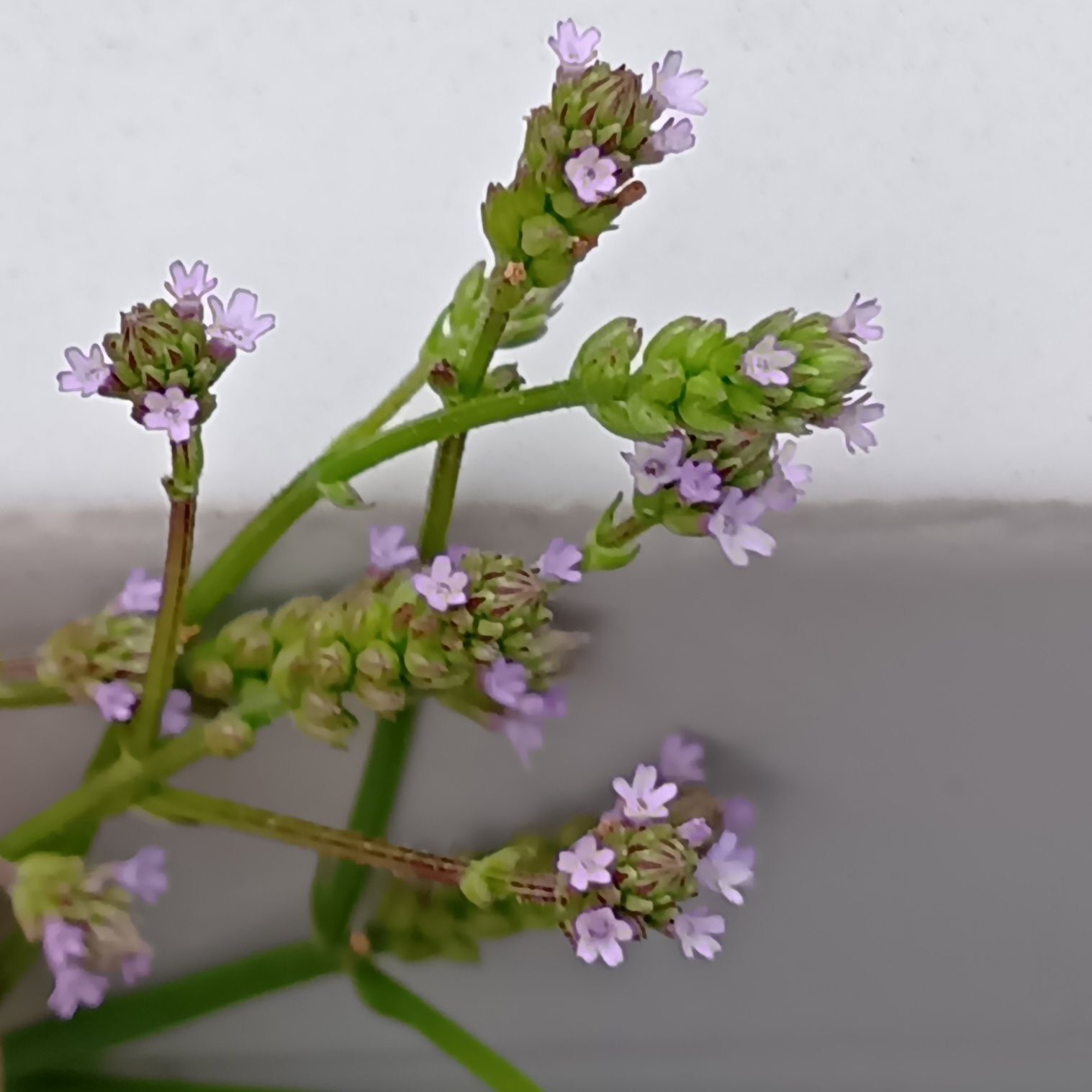 【5月末道端の雑草】実は要注意外来種！？細かく弱そうなラベンダー似の植物「アレチハナガサ」
