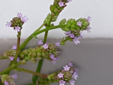 【5月末道端の雑草】実は要注意外来種！？細かく弱そうなラベンダー似の植物「アレチハナガサ」