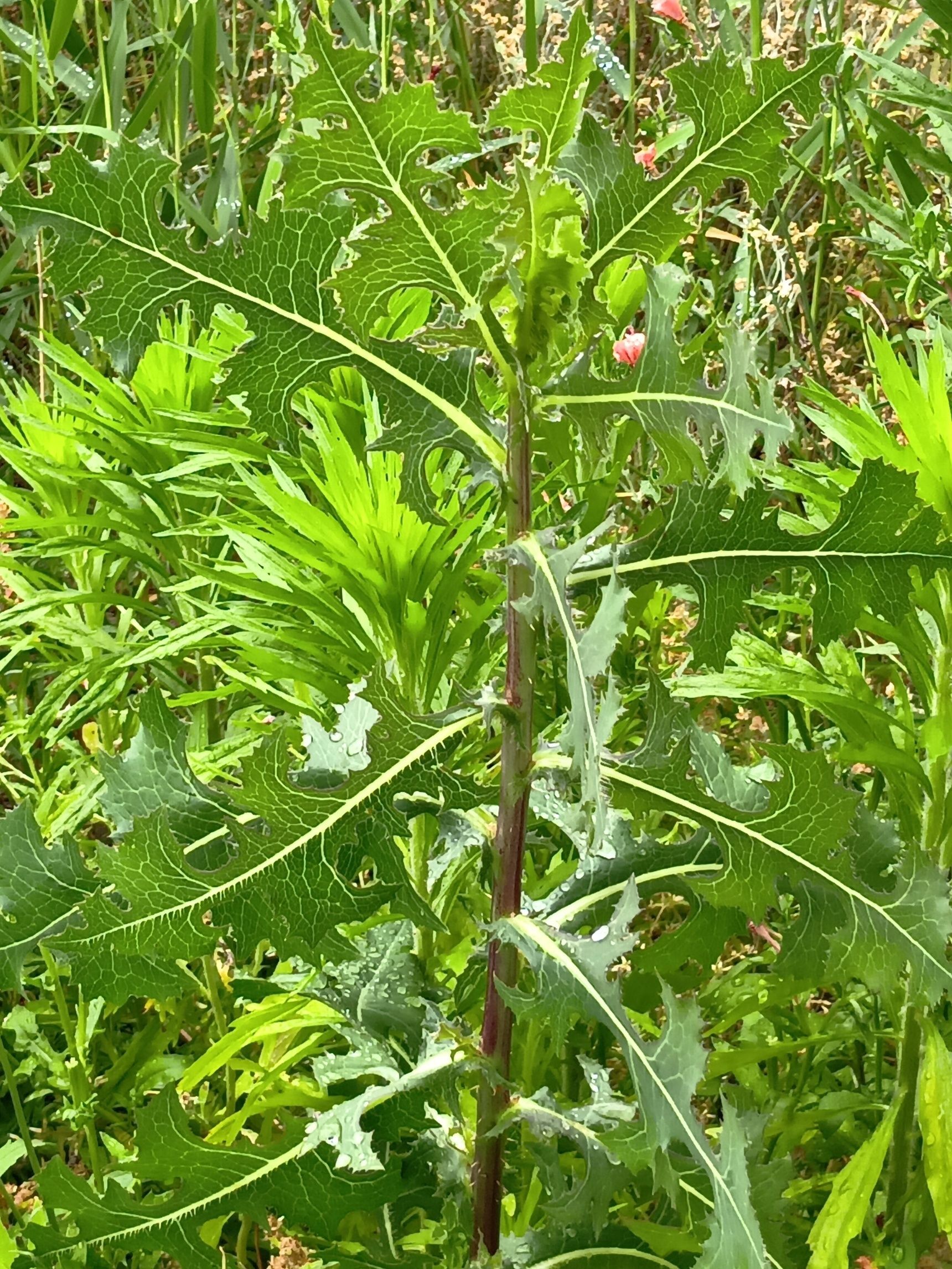 この植物は「トゲチシャ」（刺萵苣）です。学名は「ラクツカ・セリオラ」