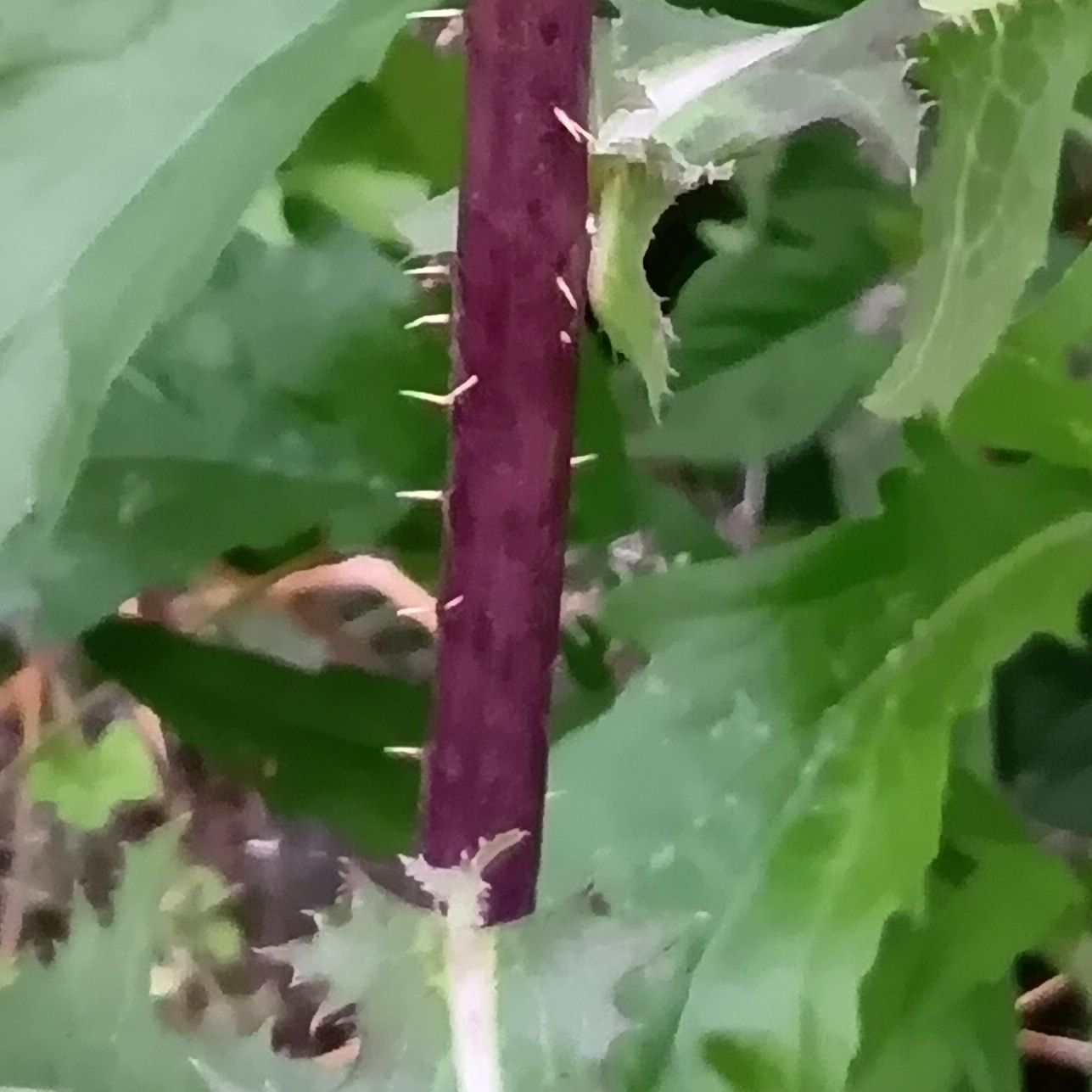 薔薇のトゲほどではないのですが、よく見ると、茎にも棘を発見！