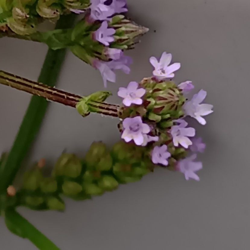 アレチハナガサの花言葉は 「幸運」 「魅力」 「魔力」 「家族の和合」  などが知られています