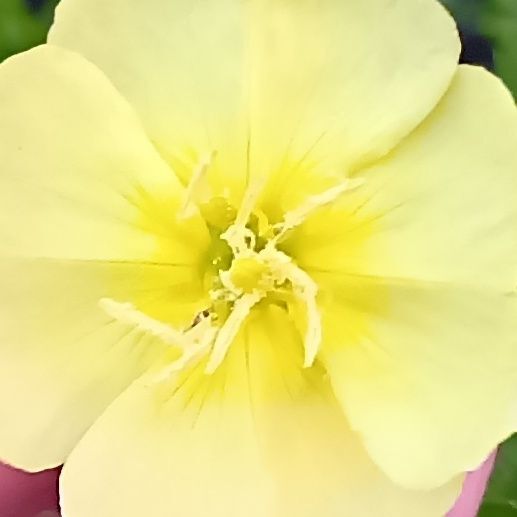 夕方から夜にかけてレモンイエローの花を咲かせるのが特徴で、道端や空き地などでもよく見られます