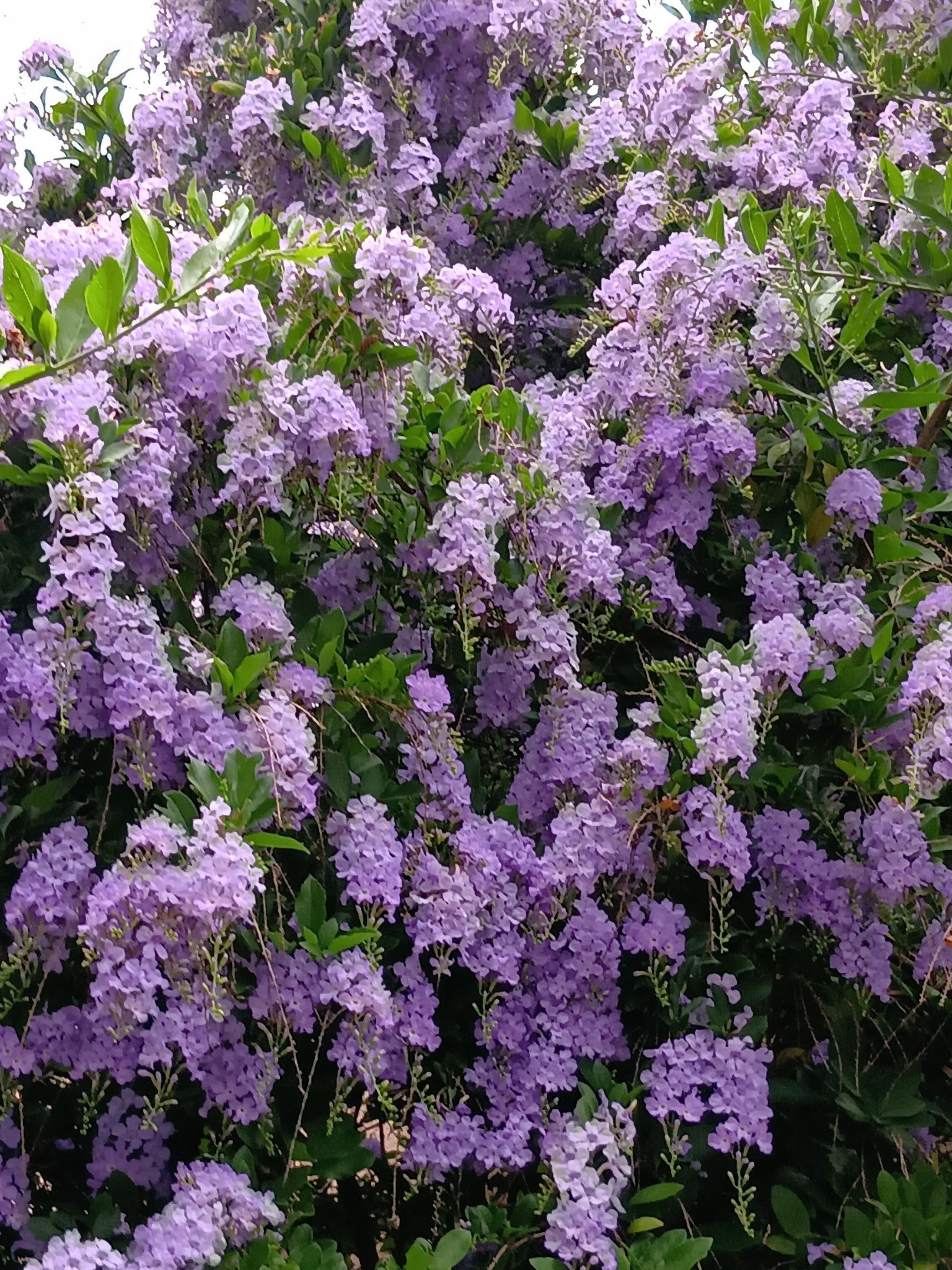 デュランタの花言葉には、「あなたを見守る」「歓迎」「独りよがり」「目をひく容姿」などがあります。