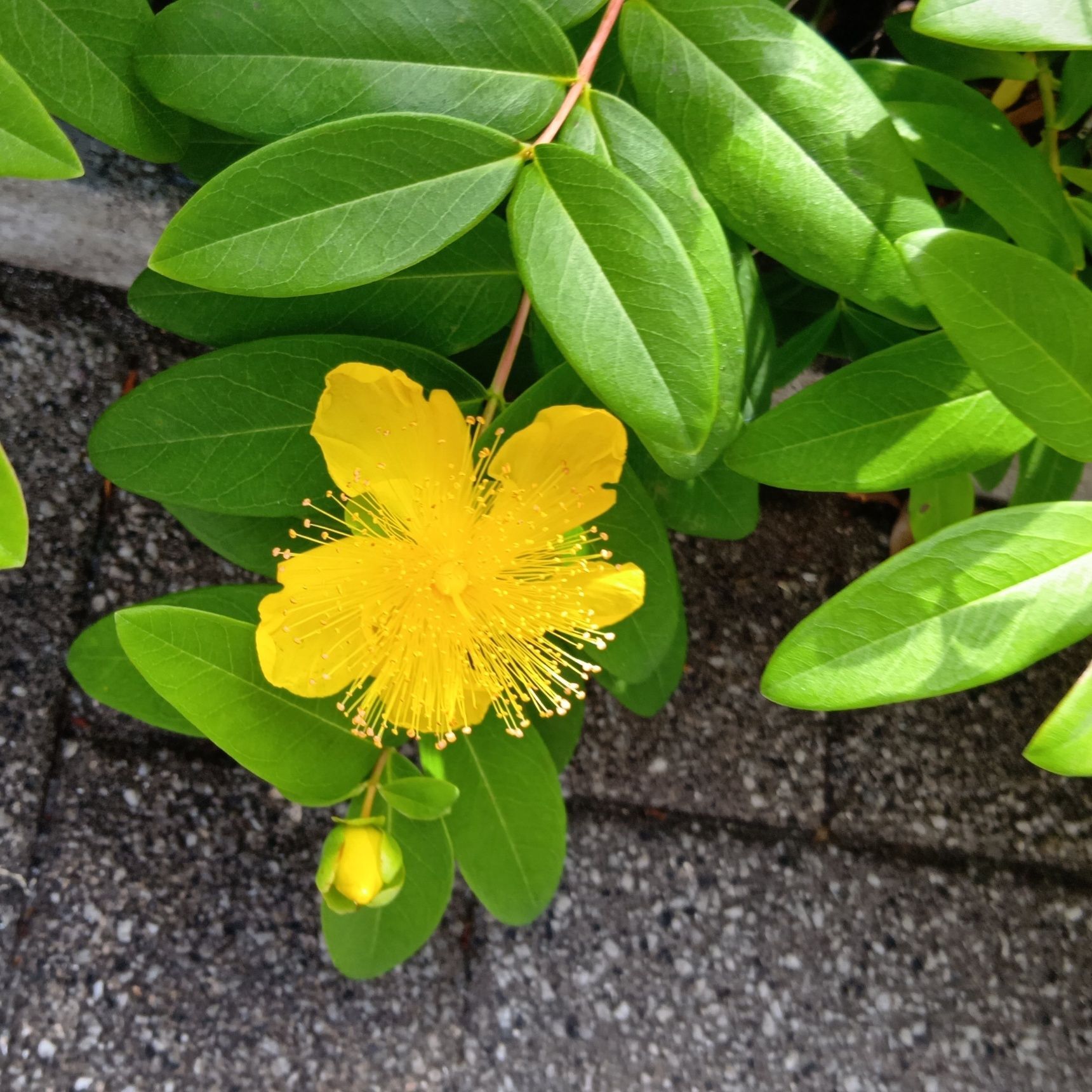 花言葉 は「気高さ」「多感」「華やぎ」。