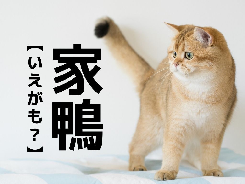 【家鴨】なんて読む？「いえがも」ではありません！【読めそうで読めない漢字クイズ】
