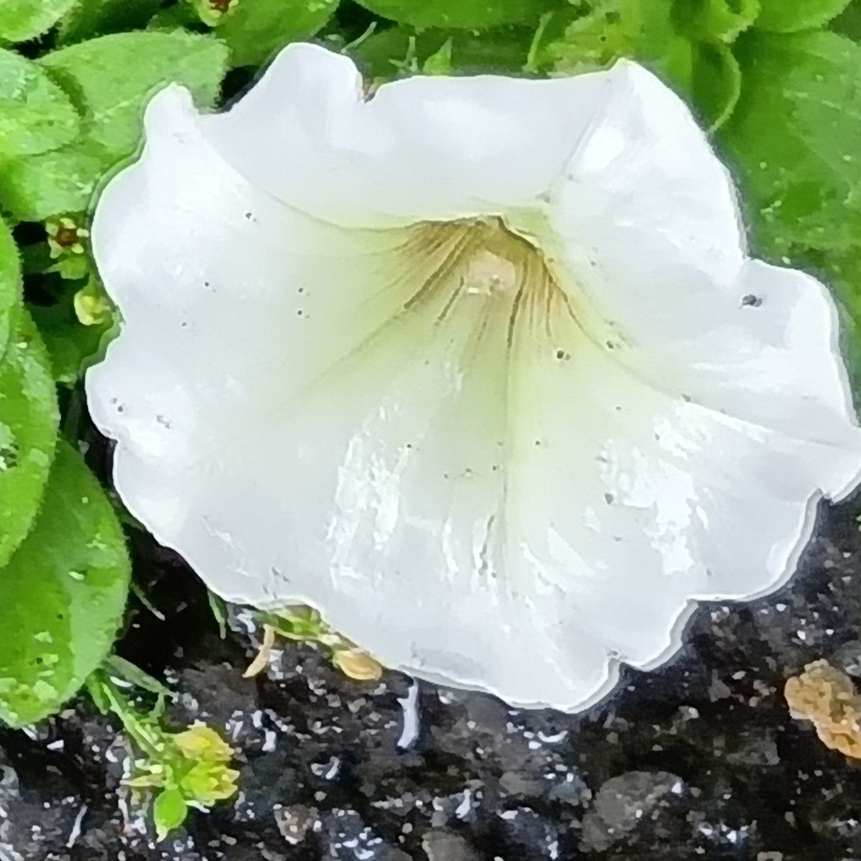 このお花は「ペチュニア」！よく園芸店で流通していますよね！