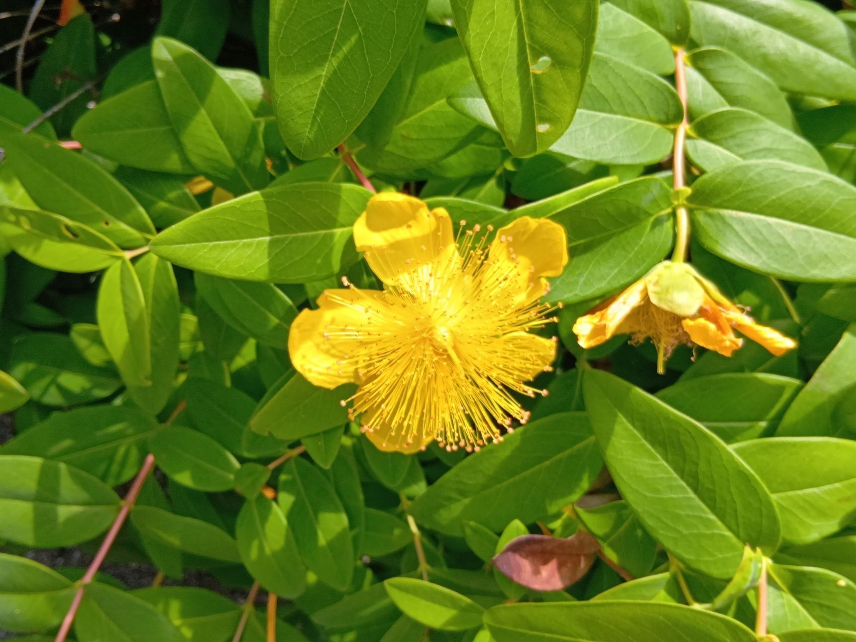 とても強健な植物です！