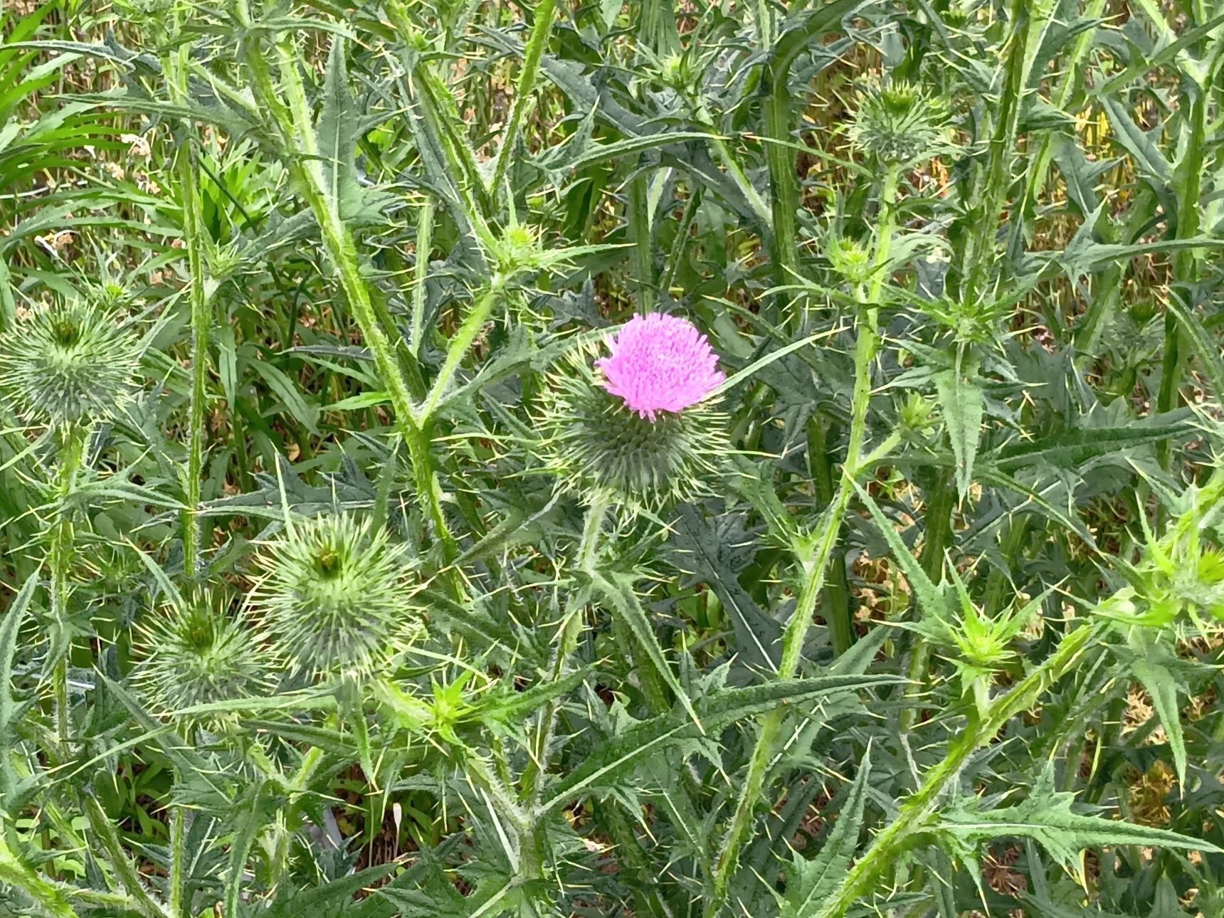 こちらの植物は「オニアザミ」です。