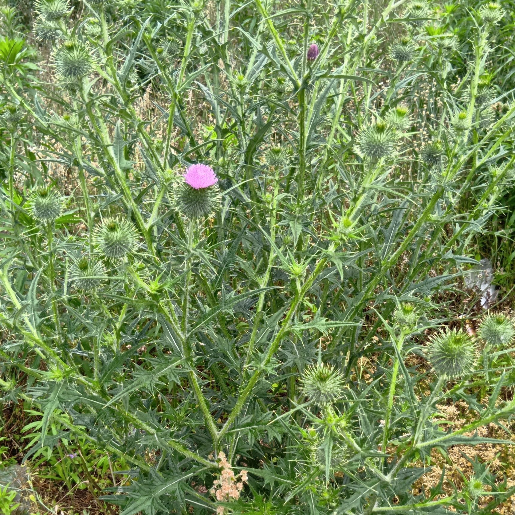 オニアザミ（アザミ類全体）の花言葉は、いくつかあります、代表的なものは 「独立」「厳格」「報復」「触れないで」など。