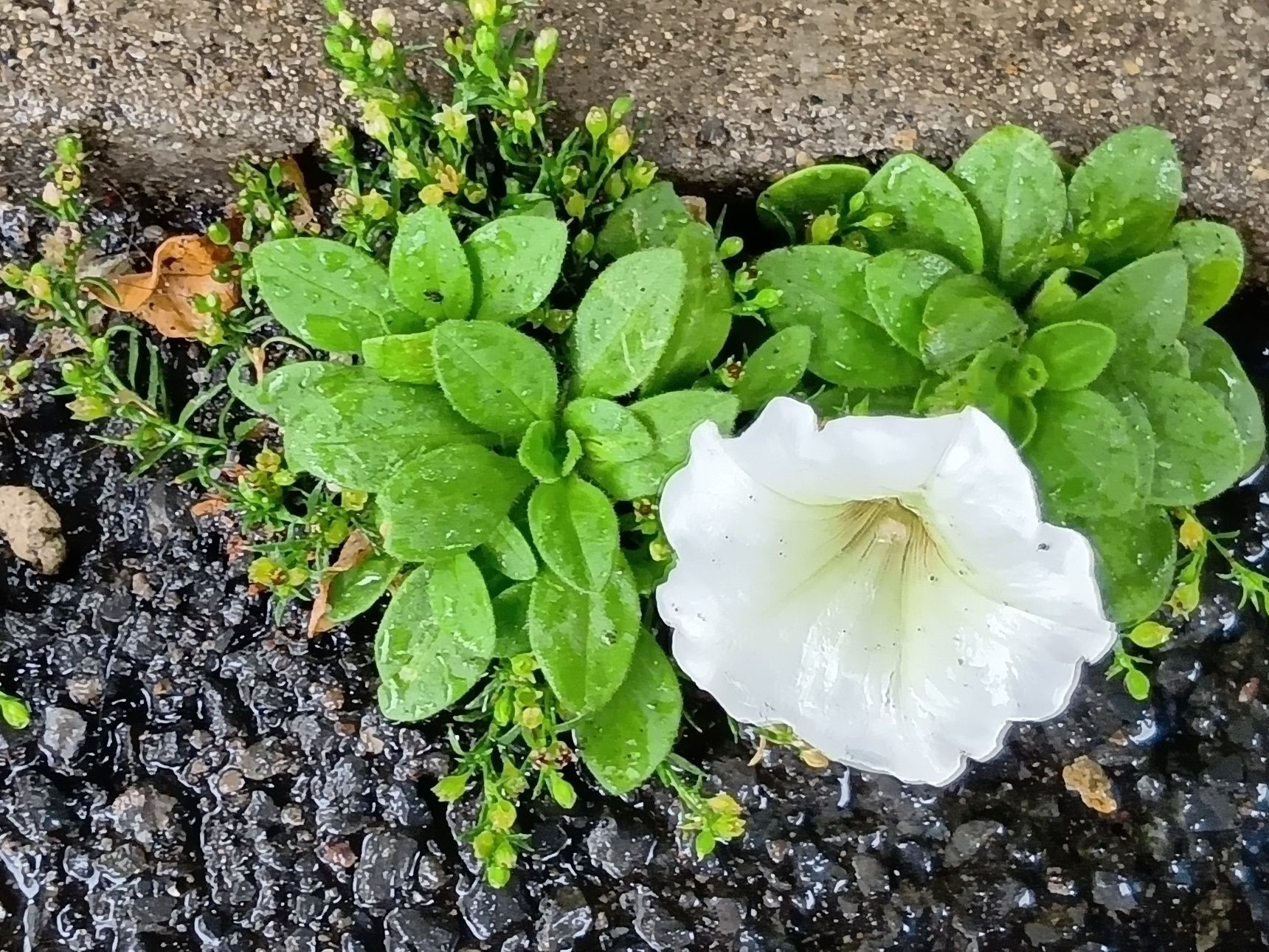 この白い花は、検索したら出てきた2つ→可愛い「ペチュニア？」猛毒の「チョウセンアサガオ？」