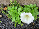 この白い花は、検索したら出てきた2つ→可愛い「ペチュニア？」猛毒の「チョウセンアサガオ？」
