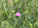 【5月空き地の雑草】つぼみのように見えるのに、実は花だった…オニアザミの不思議な世界
