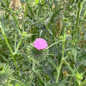 【5月空き地の雑草】つぼみのように見えるのに、実は花だった…オニアザミの不思議な世界