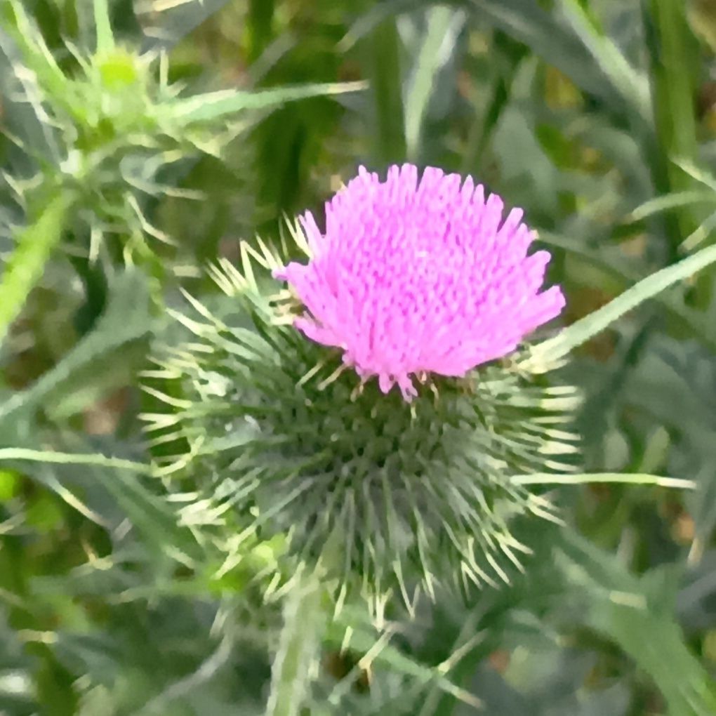 開花時期は主に初夏から秋にかけてで、野生の強さと花の美しさをあわせ持つ植物です。