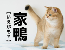 【家鴨】なんて読む？「いえがも」ではありません！【読めそうで読めない漢字クイズ】