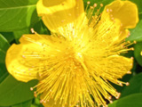まるで冠をつけた南国の鳥のよう！道ばたで見つけた黄色いお花の正体は？