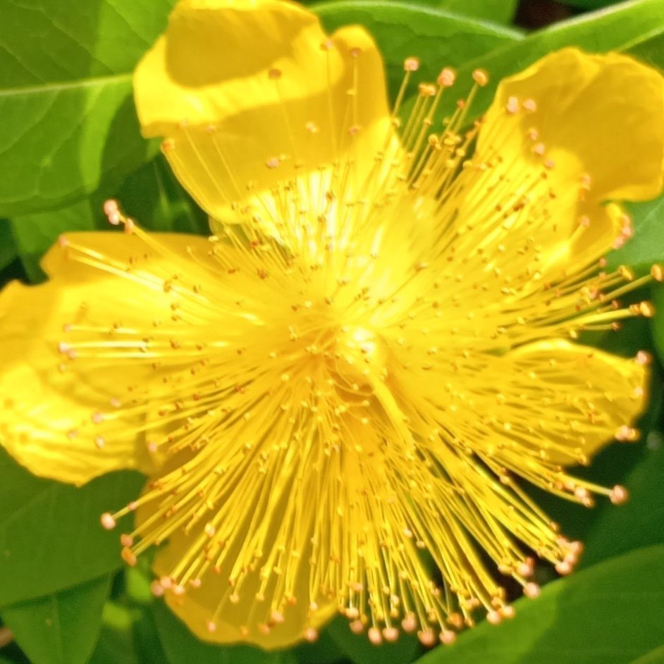 このお花の名前はビヨウヤナギ（美容柳）です。