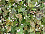 【増殖注意】花言葉は「愛らしい」なのにしつこい！？道端を埋め尽くす白い球体＆蛇を連想？の正体とは