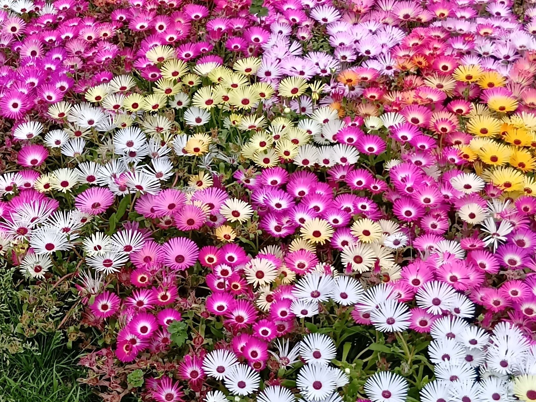 晴天の日！見事に開花していて、ほんと、美しい～！！！
