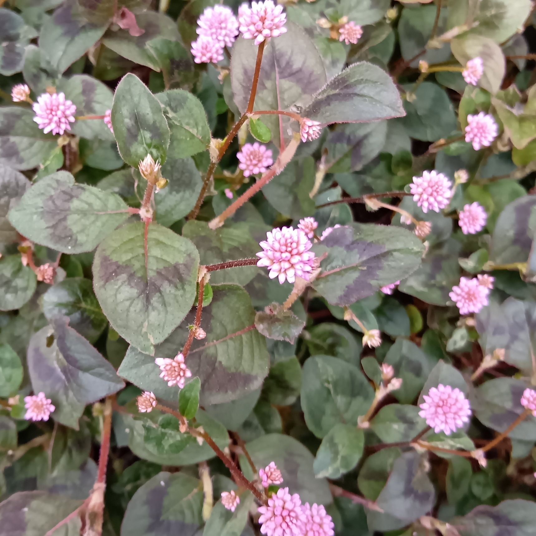この雑草は「ヒメツルソバ」です、別名「ポリゴナム」。