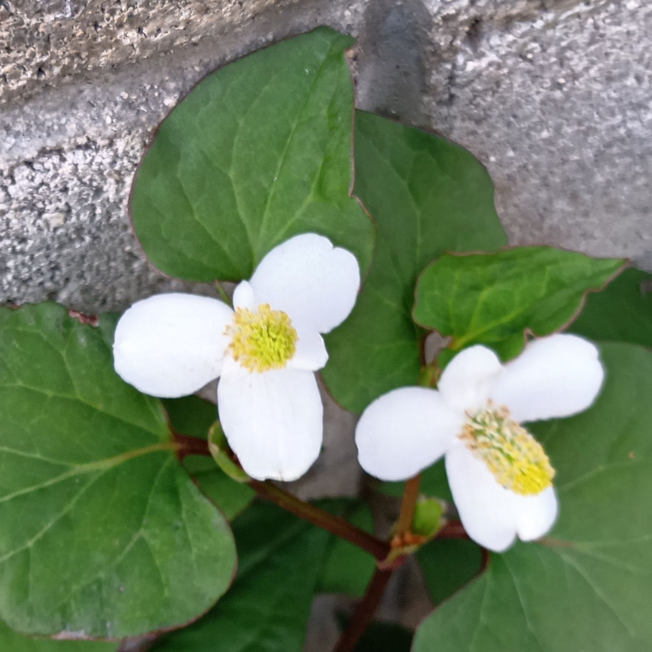 開花時期は5月～7月頃とされています。